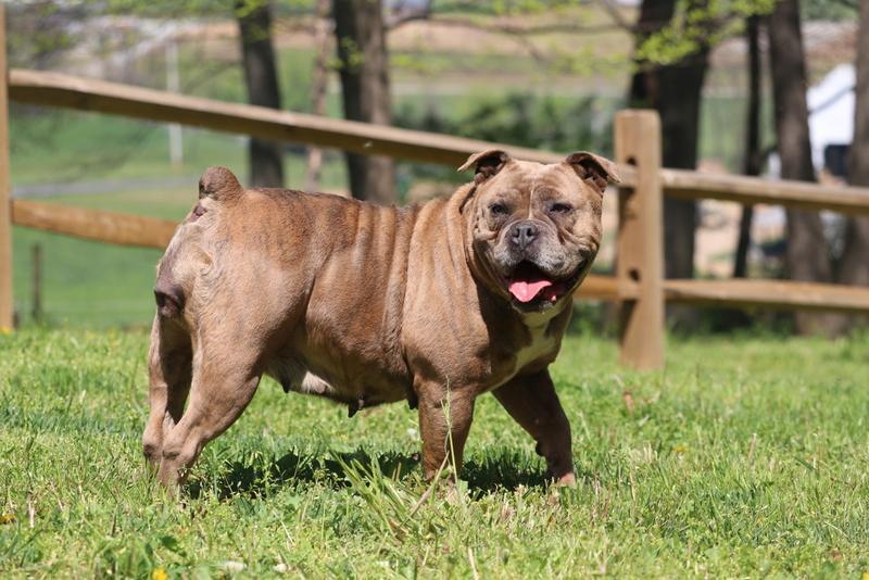 Caramel, one of our Olde English Bulldogge mothers.