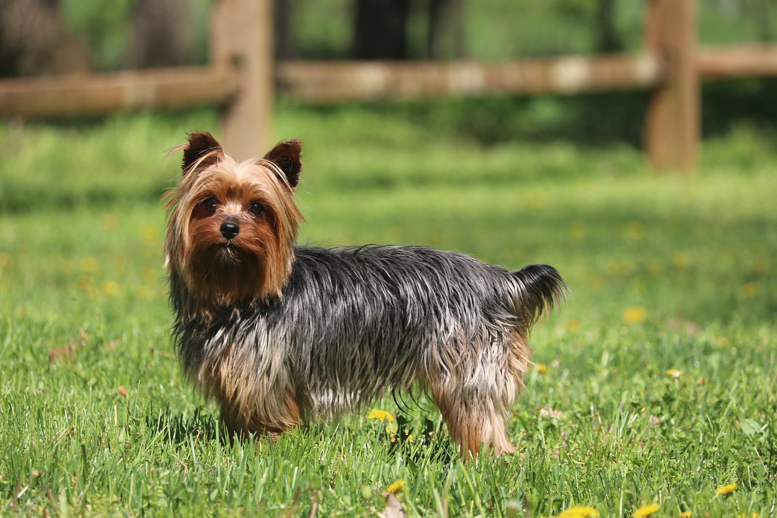 Chuni, one of our Yorkie fathers, standing in the grass.
