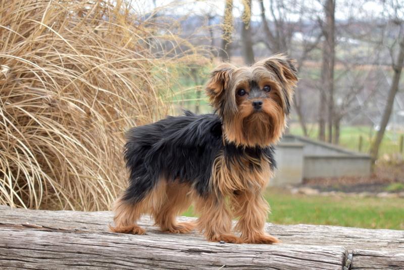 Latasha, one of our Yorkie mothers, sitting outdoors.