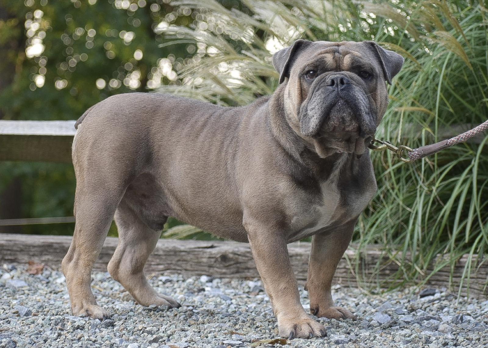 Micah, our Olde English Bulldogge father, standing on gravel.