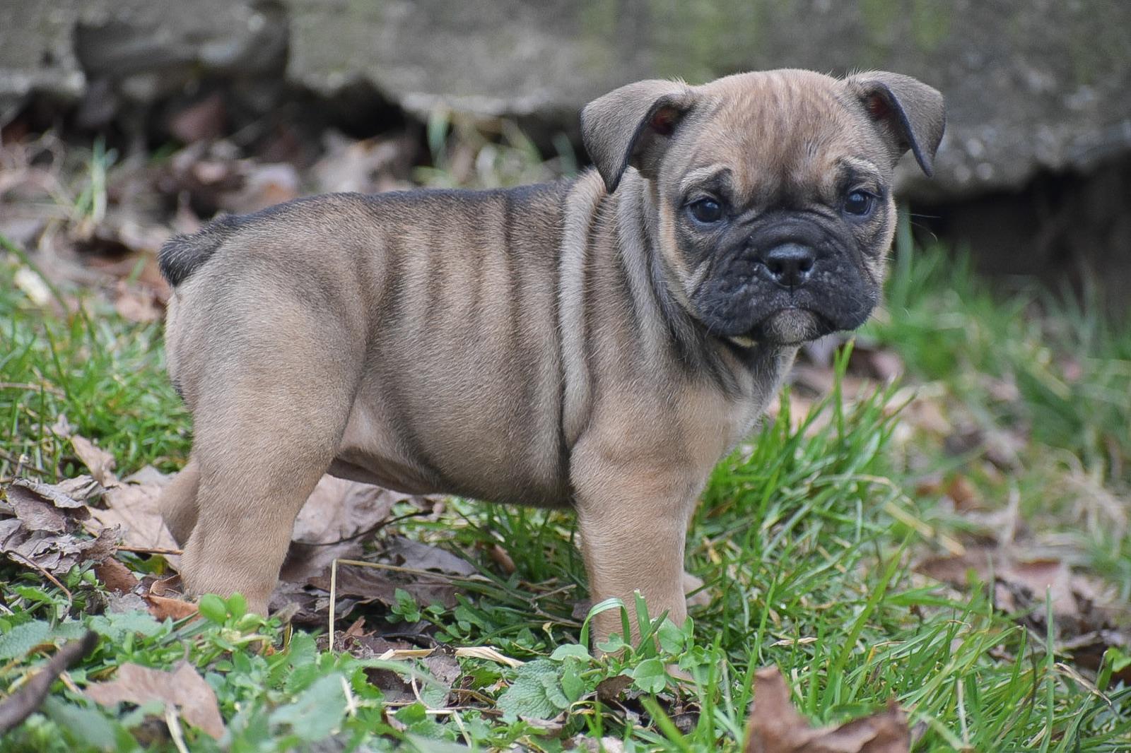 One of our bulldog puppies, photographed at home.