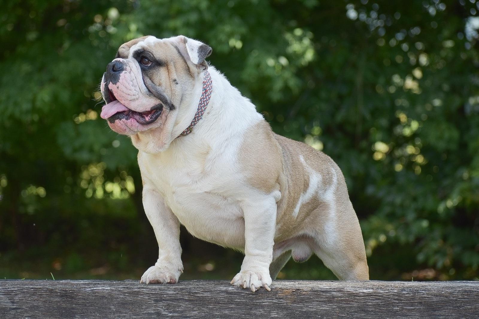 Saber, our English Bulldog father, standing on a fence rail.