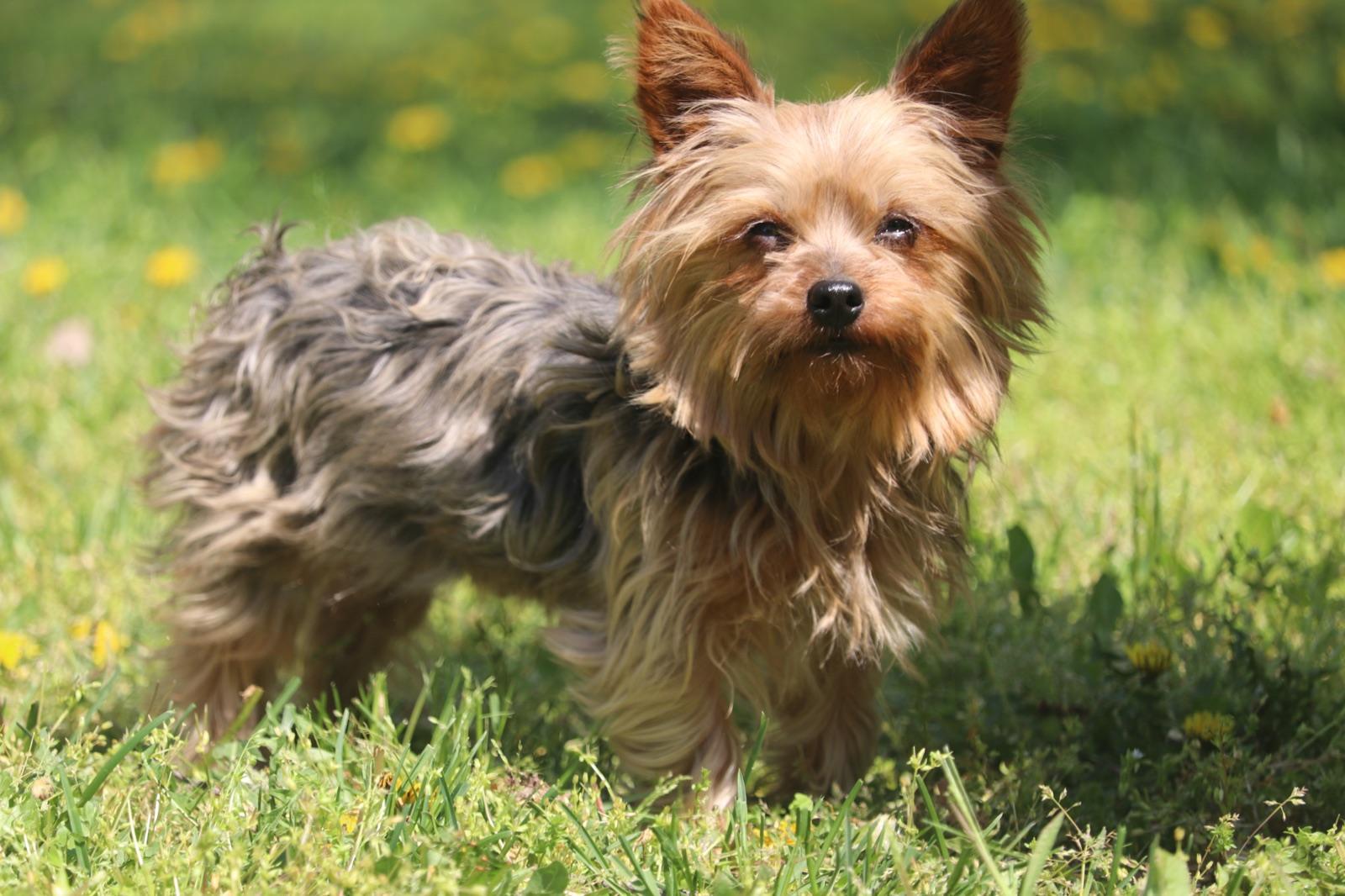 Stella, a Yorkshire Terrier, standing in the grass.