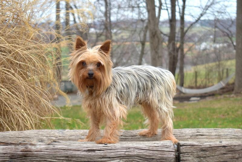 Willie, one of our Yorkie fathers, sitting outdoors.